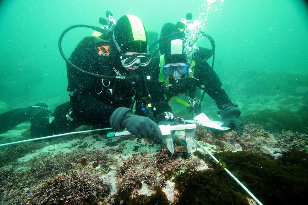 Dive Survey