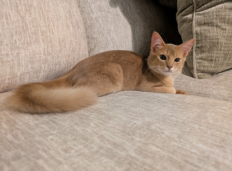 Fawn_Somali_kitten
