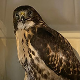 Beyond The Branches Animal Healing