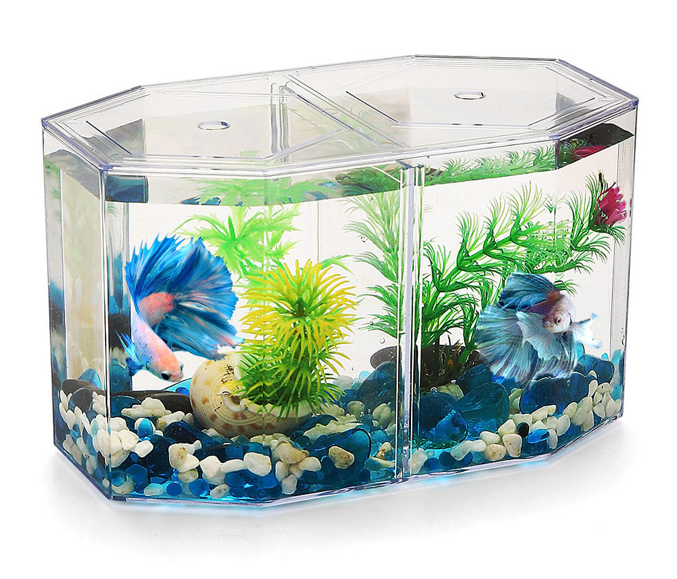 Thumbnail: Acrylic Dual Split Fish Tank