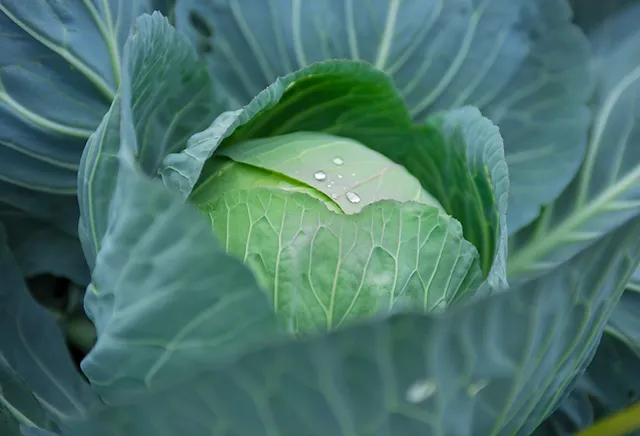 角谷 すみや 農園 Sumiya Farm 泉佐野市 農業 公式