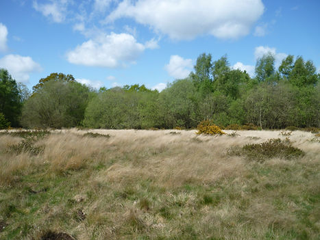 Baddesley Common