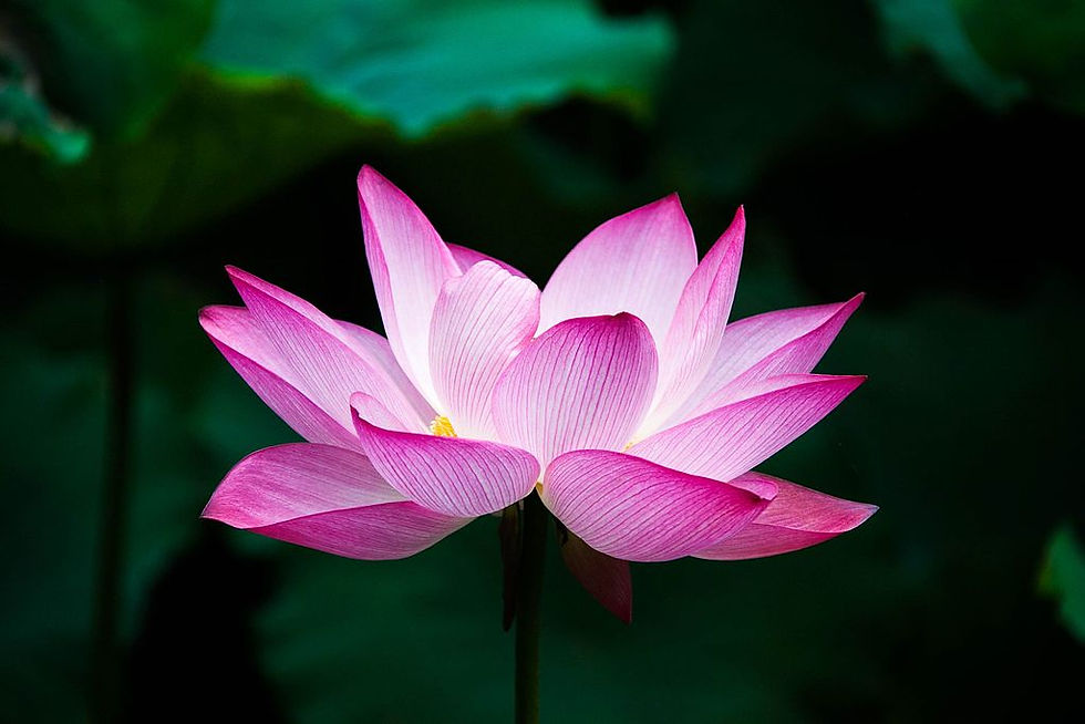 Flower of an Indian Lotus: Hong Zhang (jennyzhh2008)