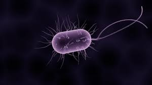 Bacteria: The Basics