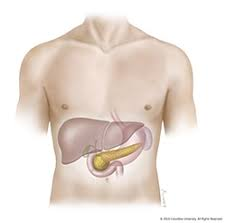 Pancreas