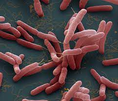 Potentially Deadly Melioidosis Endemic Declared in Mississippi Region