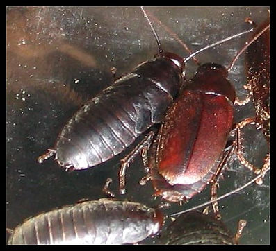 diploptera1.jpg