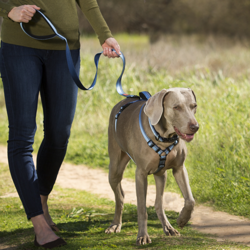 dog harness halti