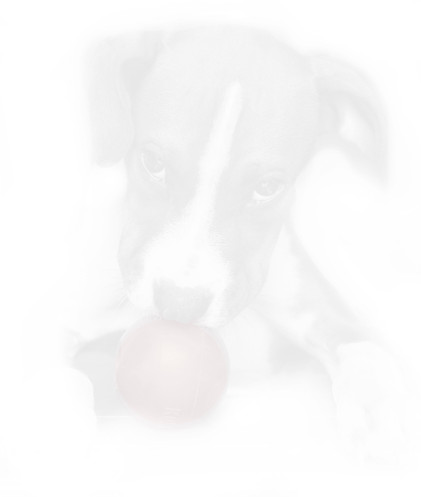 Dog Kong.jpg