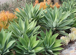 agaves.jpeg