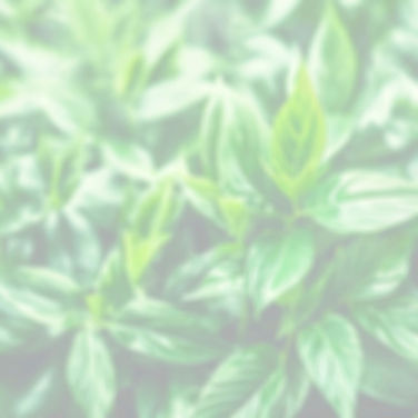 artistic green plants background not focussed_edited_edited_edited.jpg