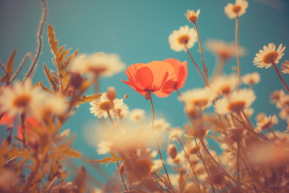 AdobeStock_2033026466.jpeg