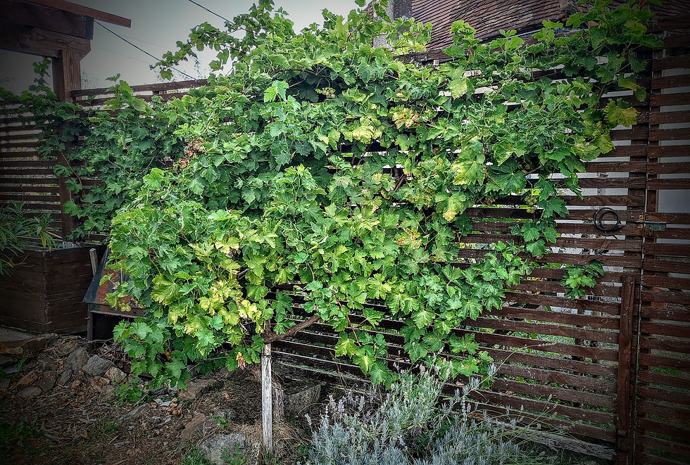 The actual vine
