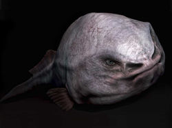 Blob fish 