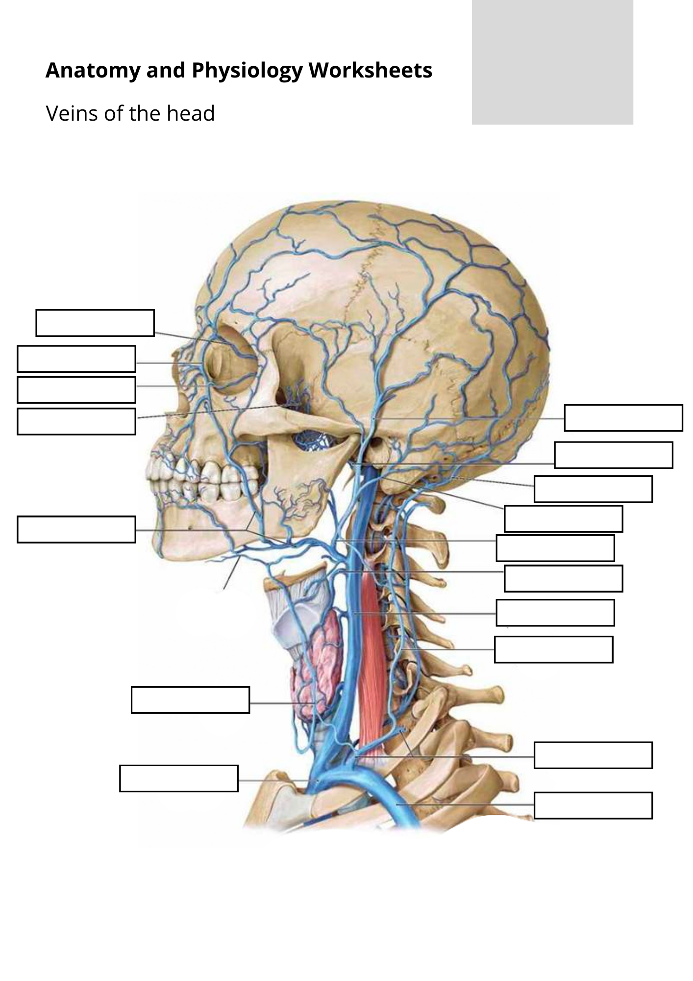 Anatomy & Physiology Worksheets