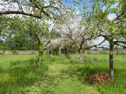 Appeldreef in de mooie maand mei