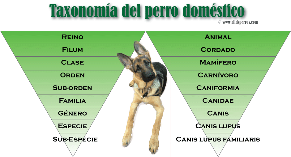 taxonomia-del-perro.gif