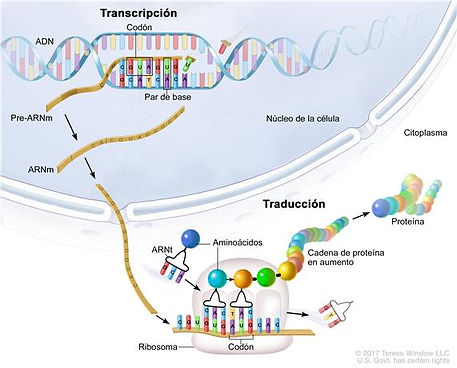TRANSCRIPCIOÌN_Y_TRADUCCIOÌN.jpg