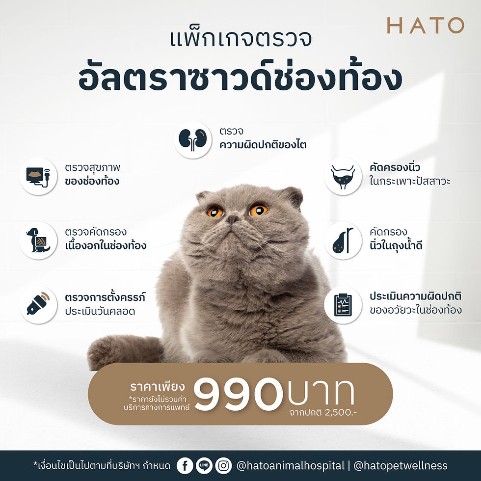 Abdominal Ultrasound Package for Dogs & Cats