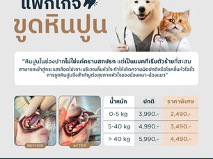 Dental Scaling Package for Pets