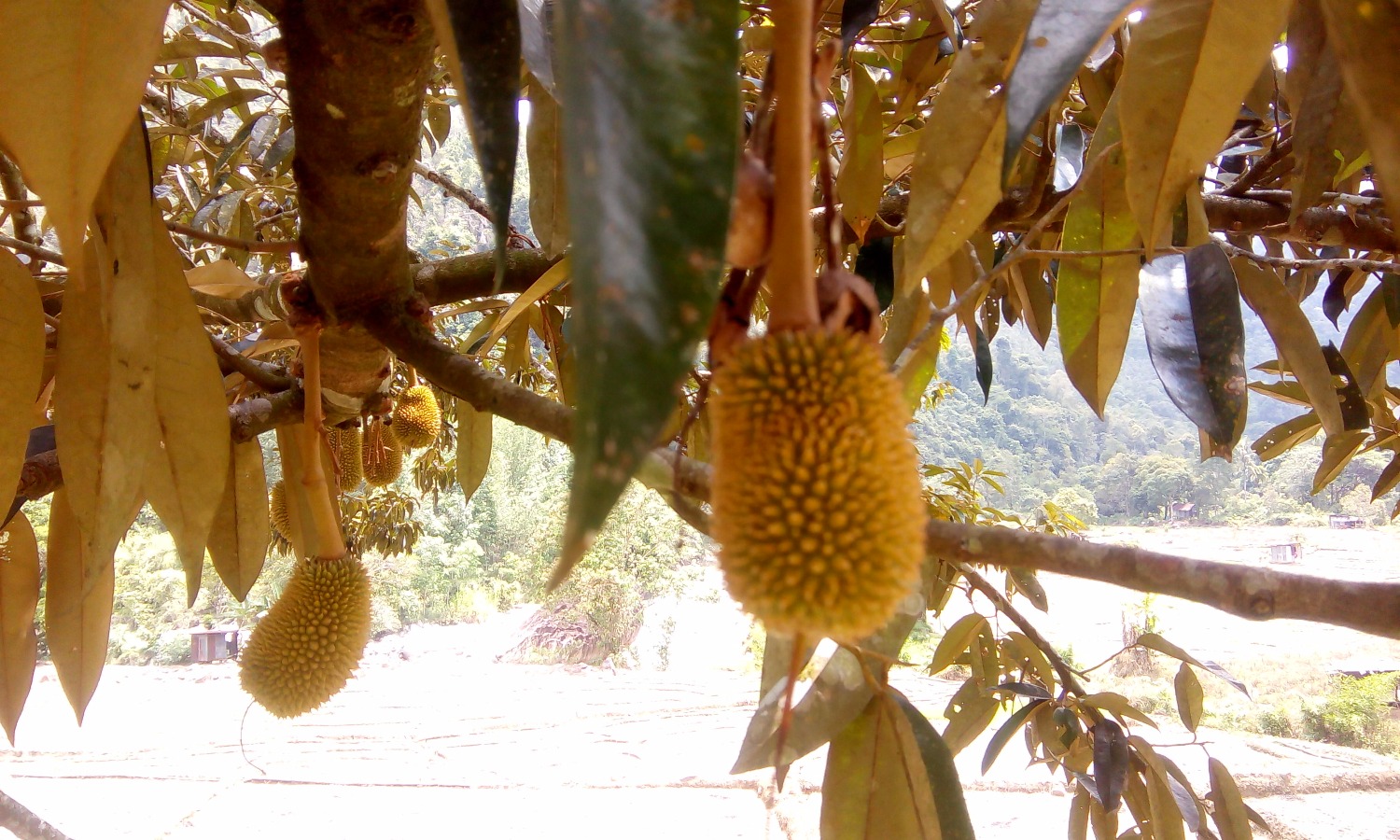 Bike Borneo baby Durian