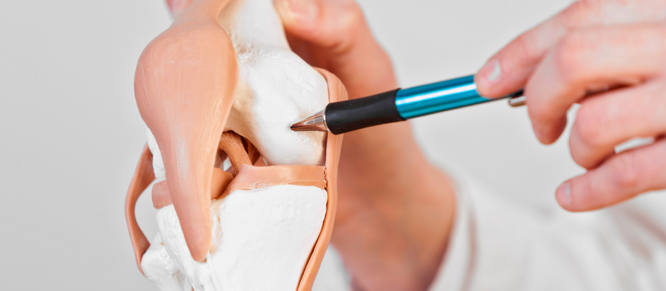 Cartilage and knee joint