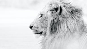 LANÇAMENTO DE AÇÕES