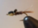 FA Nymph