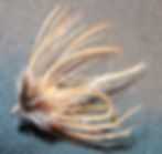 Coyoted Pheasant Soft-Hackle