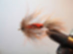 Variegated Sparrow Orange x Black
