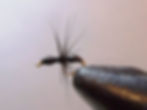 S.C.Ant - Male