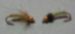D-Rib L/P (Larve-Pupa)