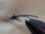Pupaerger 2