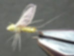 Hackle Wing Dun