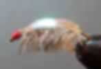 Giant Sowbug