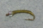 La Pupa with Clear/Pearl Bead