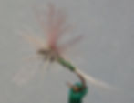 Glittering Para Trico Female