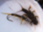 Spring Creek Stone Nymph