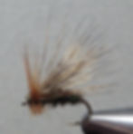 Unnamed Caddis