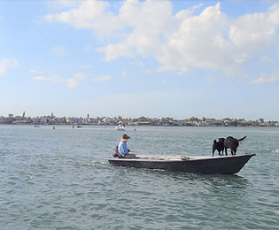 dogs & dolphins.JPG