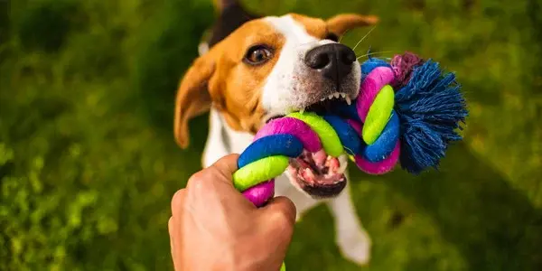 a dog playing tug