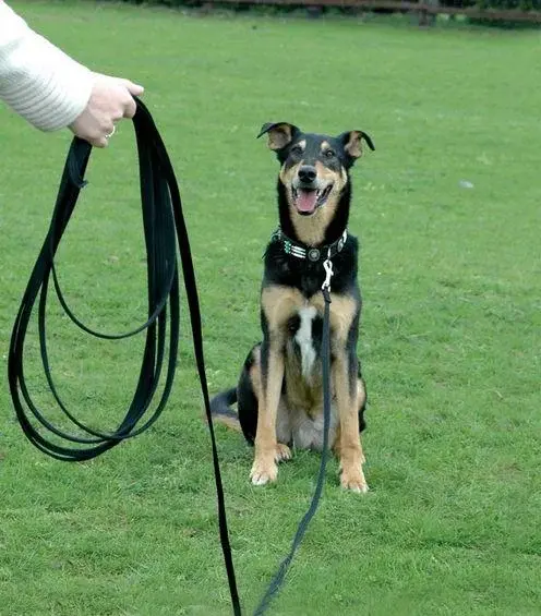 a dog attached to a long line for recall training