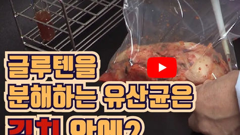 [YTN사이언스] 김치에 글루텐을 분해하는 유산균이 있다