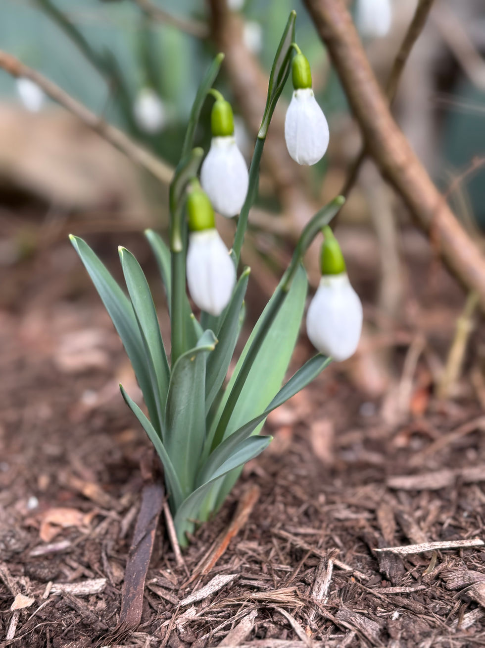 Thumbnail: Snowdrop Flower Essence