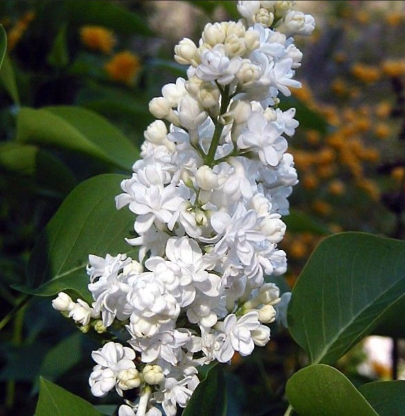 Thumbnail: White Lilac Flower Essence