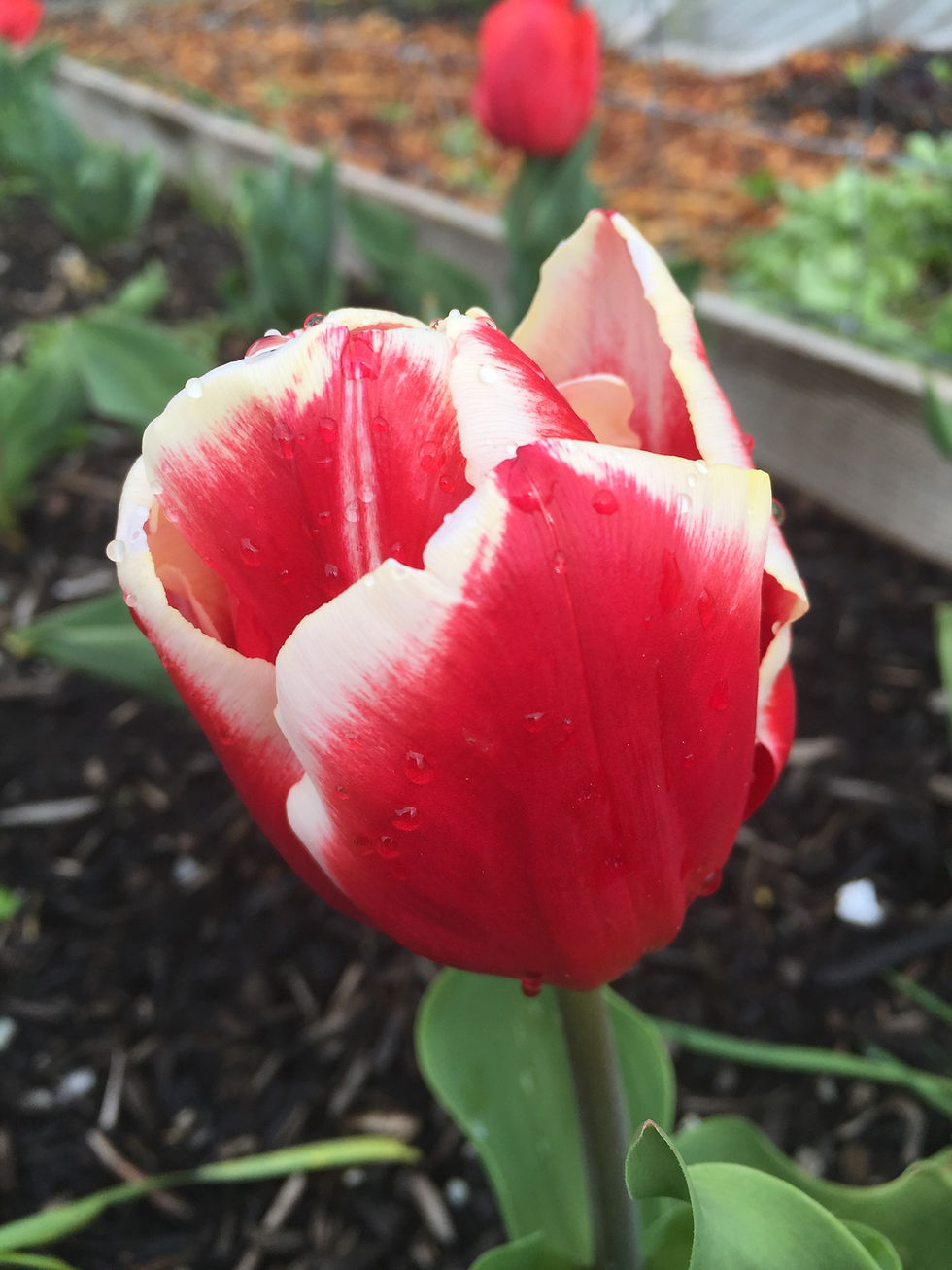 Thumbnail: Tulip Flower Essence
