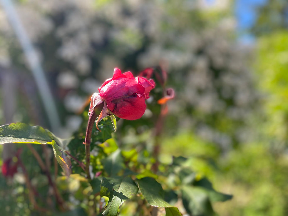 Thumbnail: Rose infused with Rose quartz