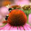 Thumbnail: Echinacea Flower Essence