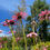 Thumbnail: Echinacea Flower Essence