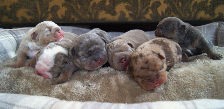 Chiots Margaret 6 octobre 2024.JPG